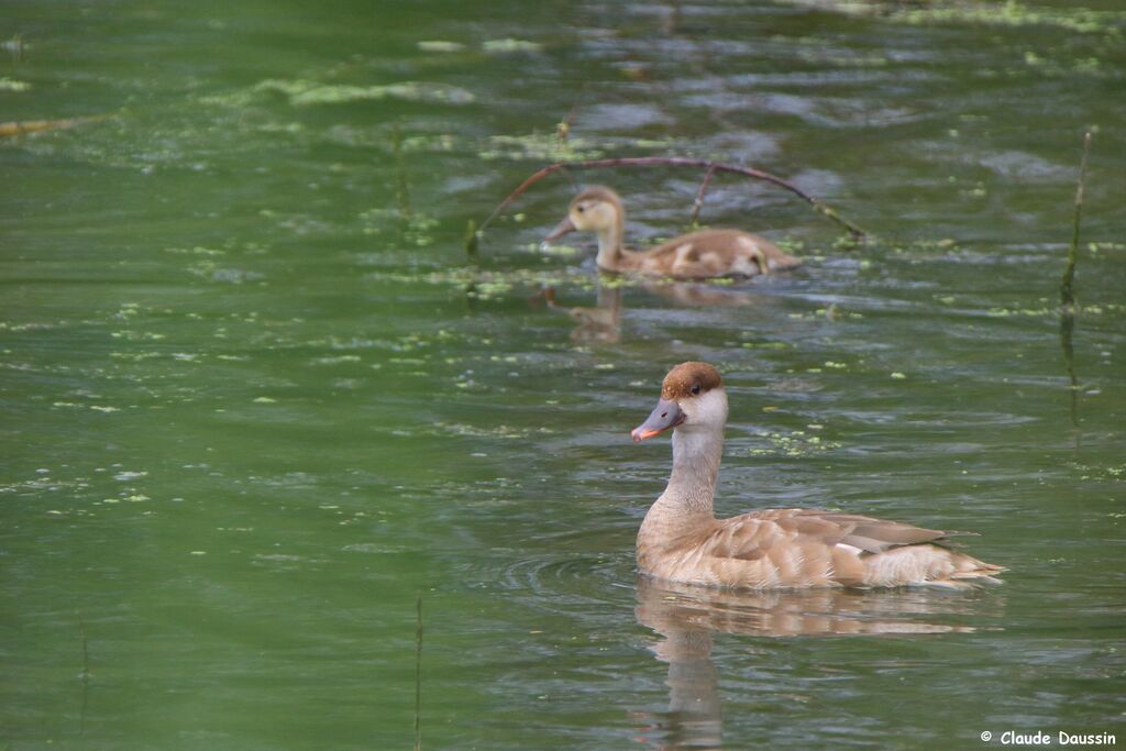 Red-crested Pochard