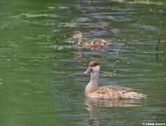 Red-crested Pochard