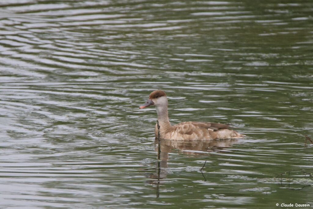 Red-crested Pochard female