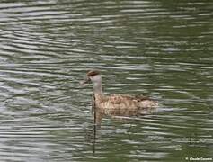 Red-crested Pochard