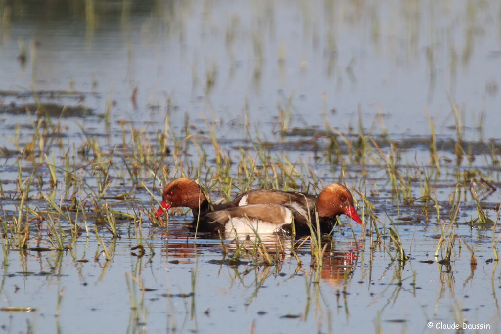 Nette rousse mâle