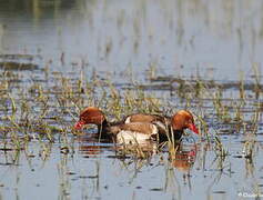 Red-crested Pochard