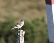 White-winged Snowfinch