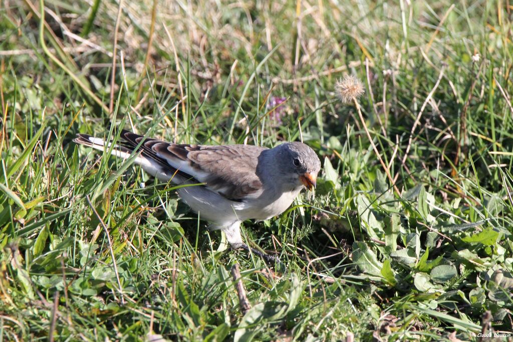 White-winged Snowfinch