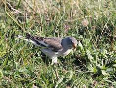 White-winged Snowfinch