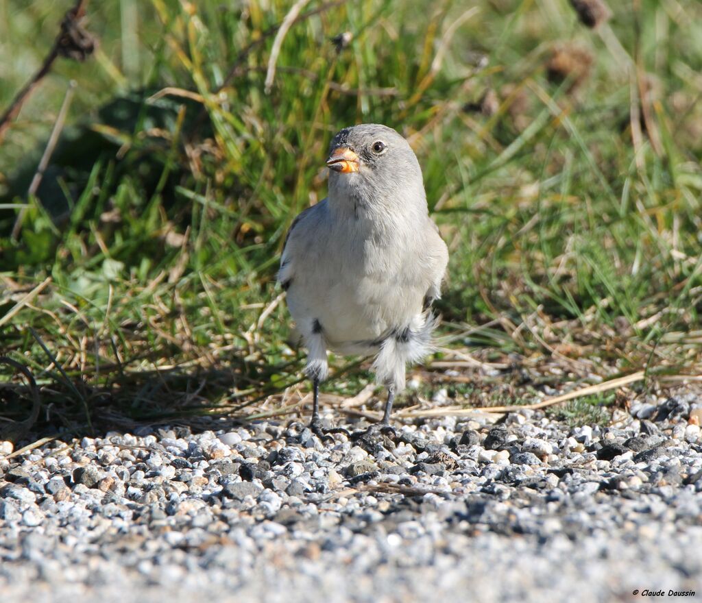 White-winged Snowfinch