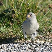 White-winged Snowfinch