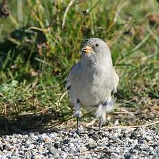 Niverolle alpine