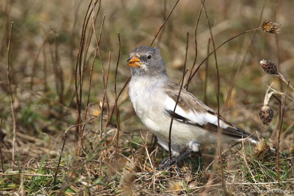 Niverolle alpine