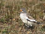 Niverolle alpine