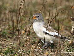 White-winged Snowfinch