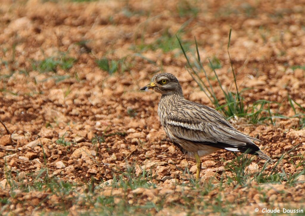 Eurasian Stone-curlew