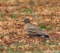 Eurasian Stone-curlew