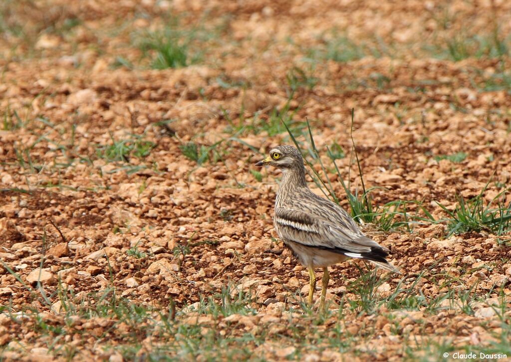 Eurasian Stone-curlew