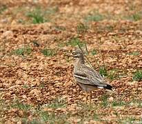 Eurasian Stone-curlew