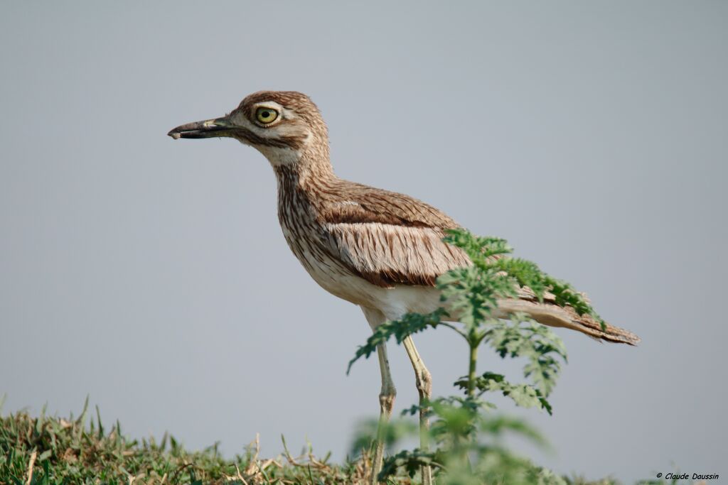 Water Thick-knee