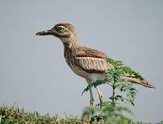 Water Thick-knee