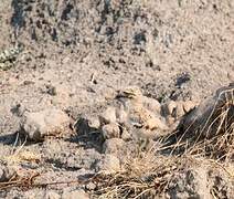 Water Thick-knee