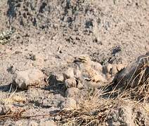 Water Thick-knee