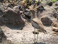 Water Thick-knee