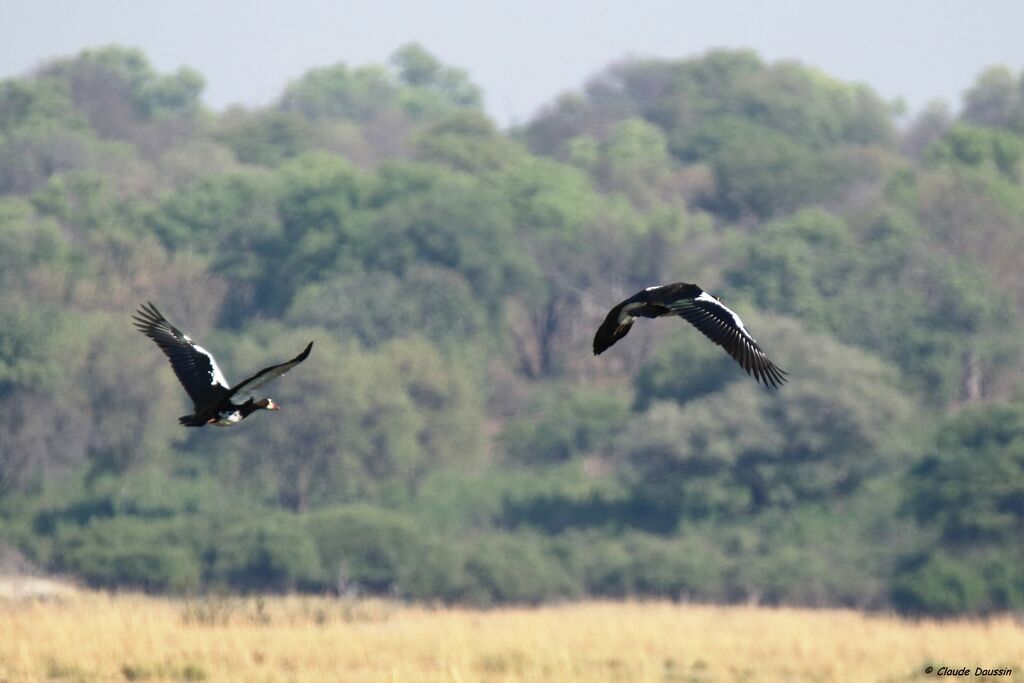 Spur-winged Goose