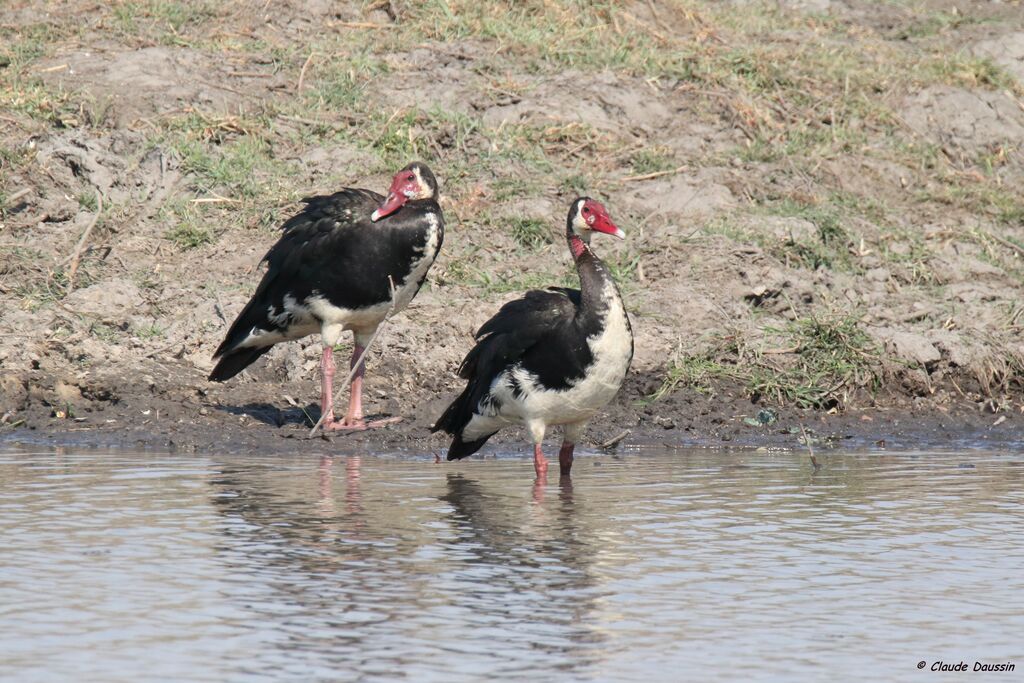 Spur-winged Goose