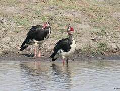 Spur-winged Goose