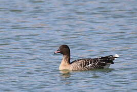 Pink-footed Goose