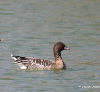 Pink-footed Goose