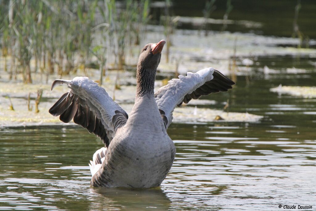 Greylag Goose