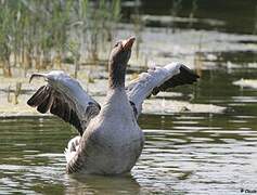 Greylag Goose