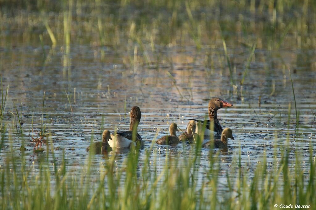 Greylag Goose