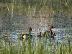 Greylag Goose