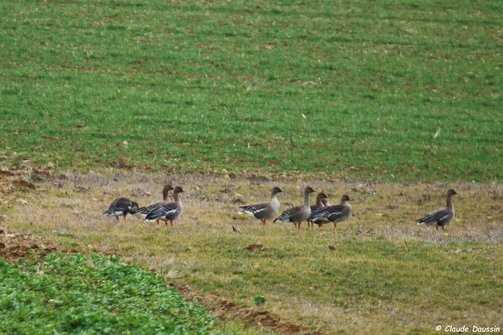 Taiga Bean Goose