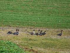 Taiga Bean Goose