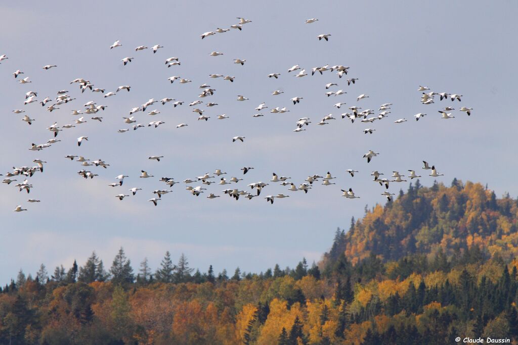 Snow Goose