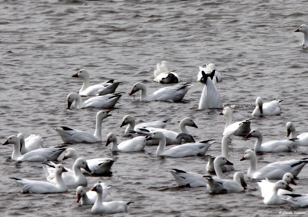 Snow Goose