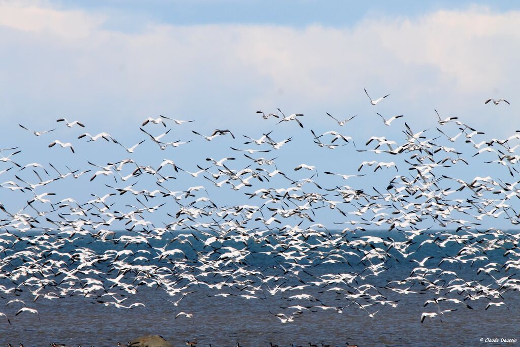 Snow Goose