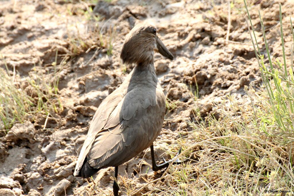 Hamerkop