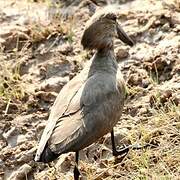 Hamerkop