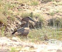 Hamerkop