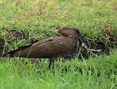 Hamerkop