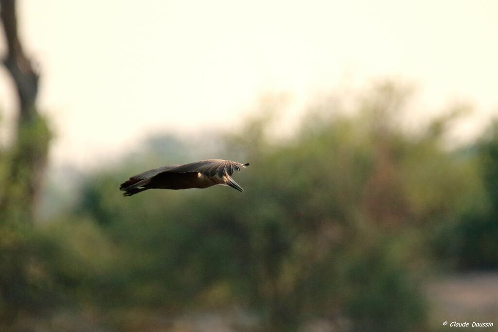 Hamerkop