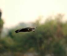 Hamerkop