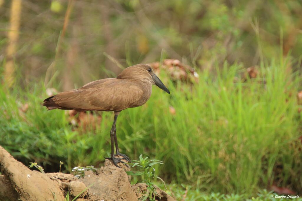 Hamerkop