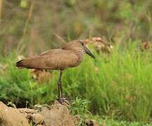 Hamerkop