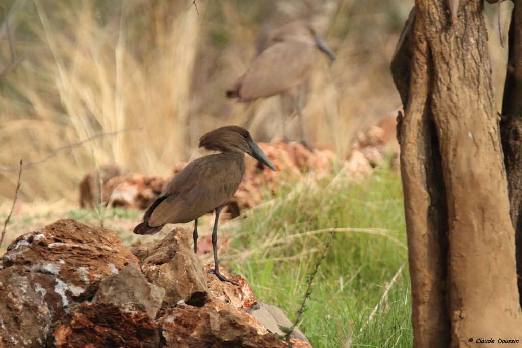 Hamerkop