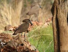 Hamerkop