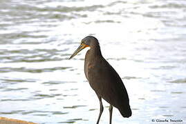 Bare-throated Tiger Heron