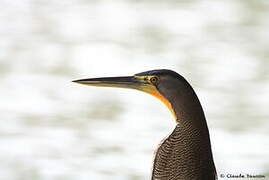 Bare-throated Tiger Heron